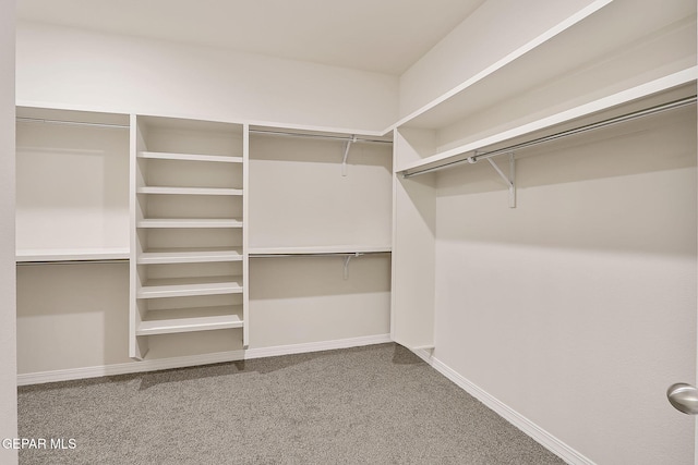 walk in closet featuring carpet flooring