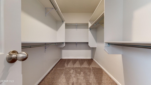 spacious closet featuring carpet floors