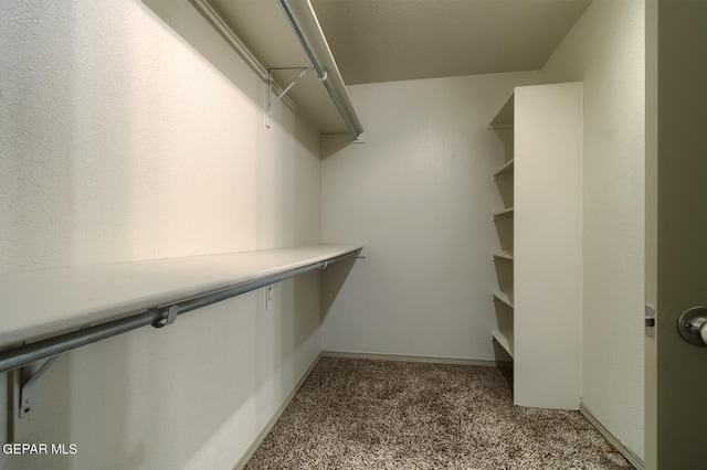 walk in closet featuring carpet flooring