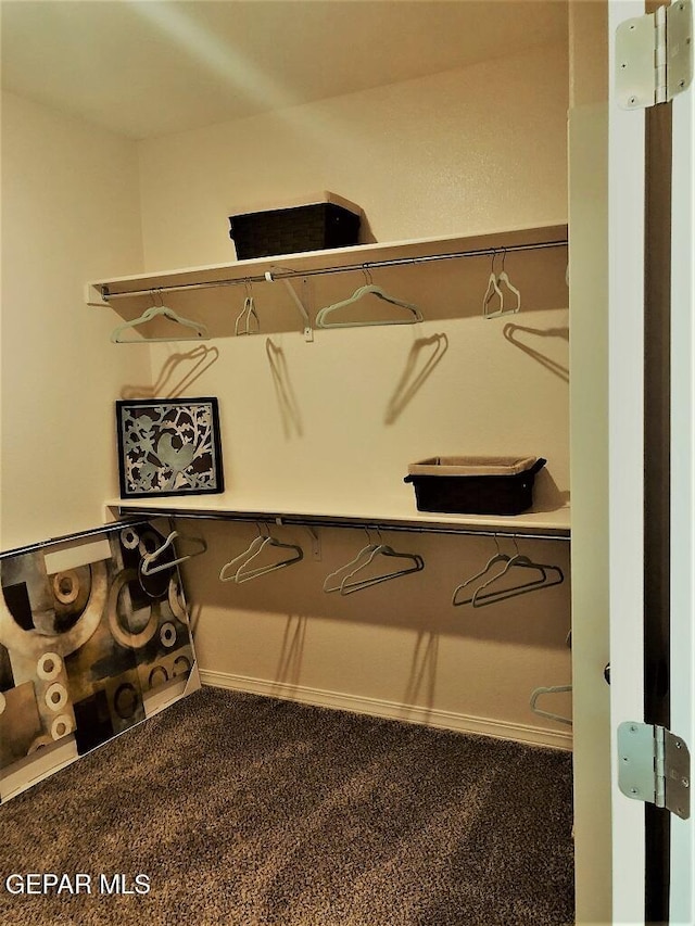 spacious closet featuring carpet