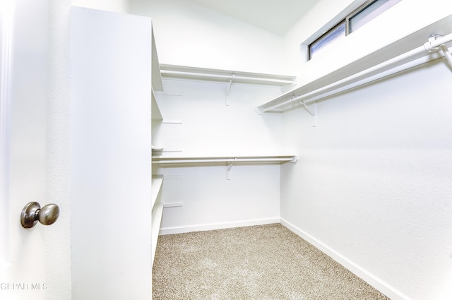 walk in closet with carpet flooring