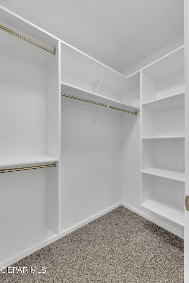 spacious closet featuring carpet flooring