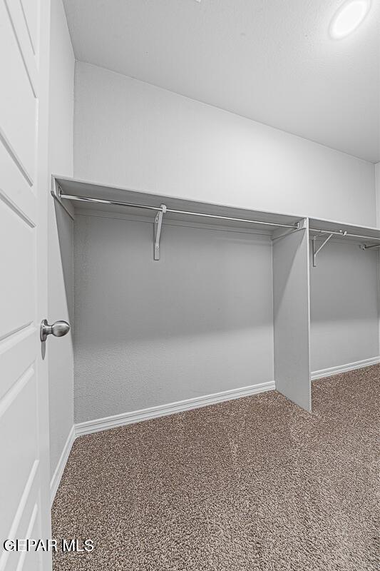 walk in closet with carpet floors