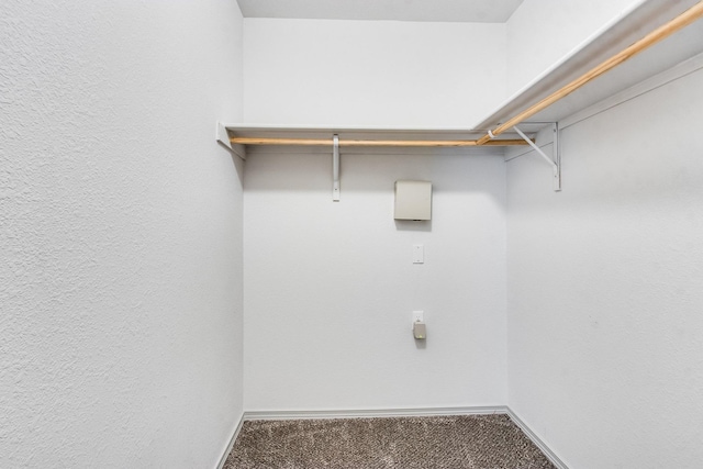 walk in closet with carpet floors