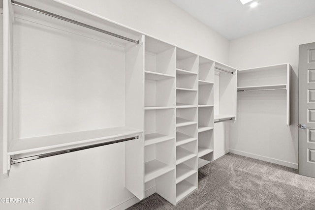 walk in closet with carpet flooring