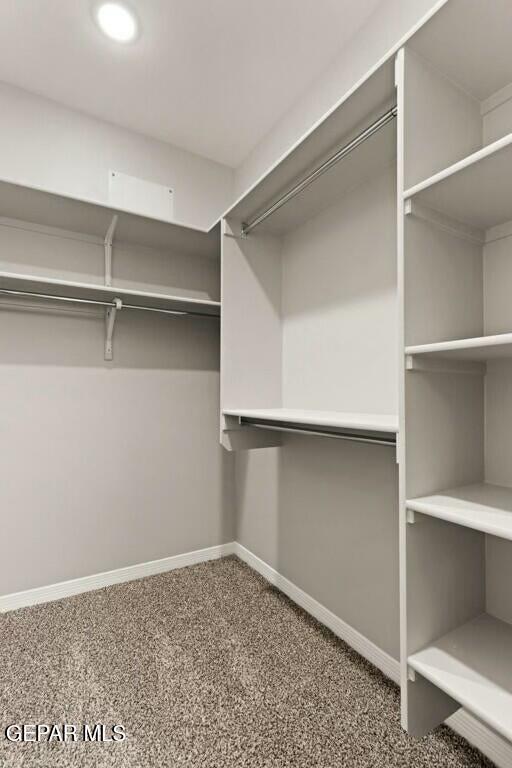 walk in closet featuring carpet flooring