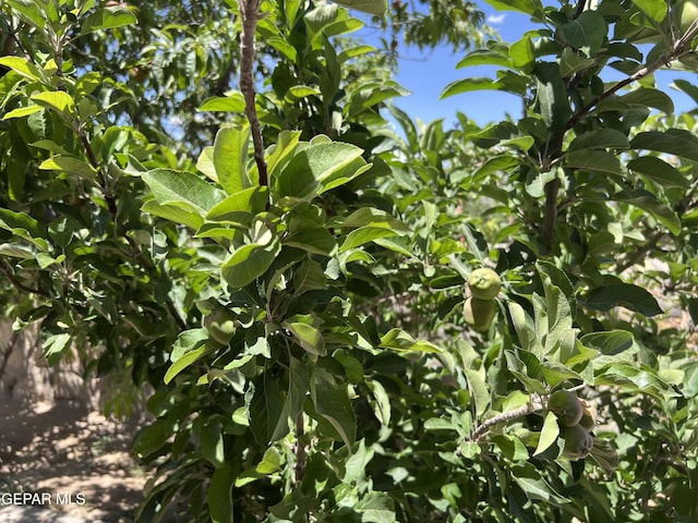 225 Peyton Rd, El Paso, TX 79928 - view of nature
