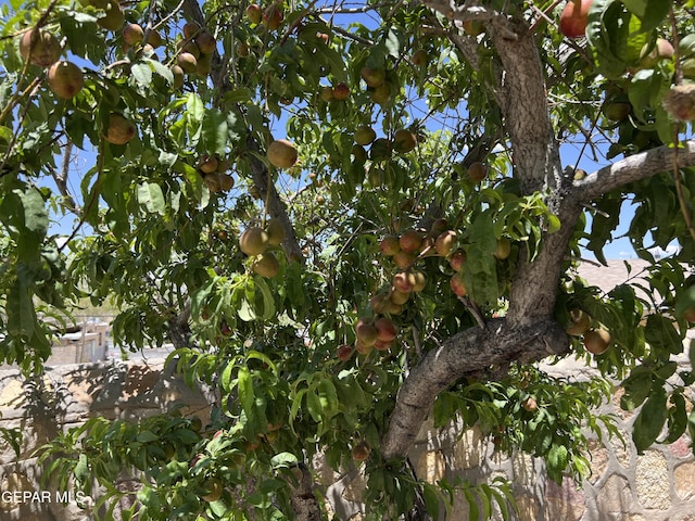 225 Peyton Rd, El Paso, TX 79928 - view of nature