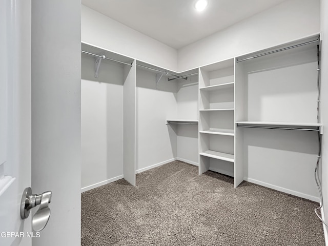 spacious closet featuring carpet flooring