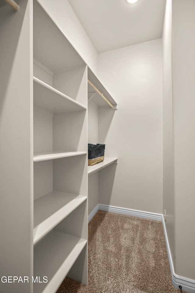 walk in closet with carpet floors