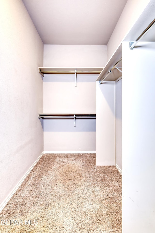 spacious closet featuring carpet