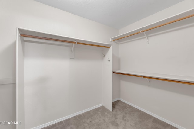 walk in closet featuring carpet flooring