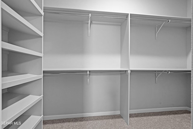 walk in closet with carpet flooring
