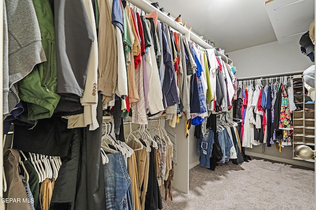 spacious closet with attic access and carpet floors