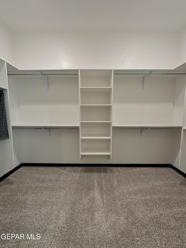 walk in closet featuring carpet flooring