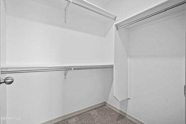 spacious closet featuring carpet flooring