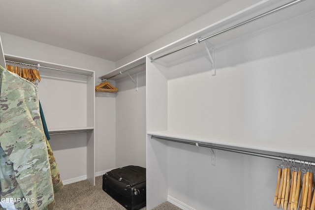 walk in closet featuring carpet floors