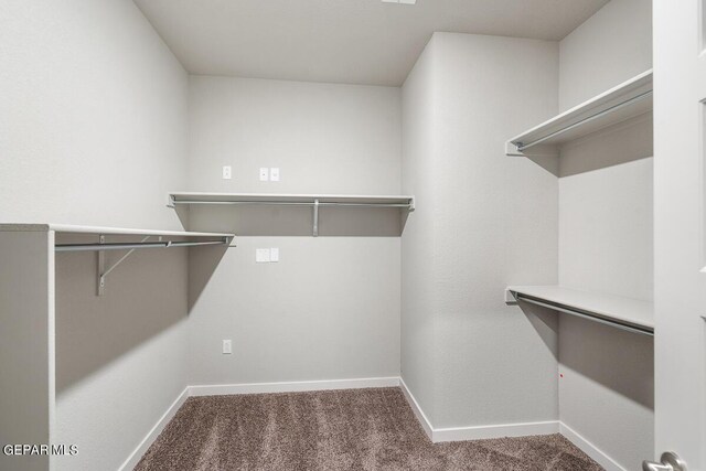 walk in closet with carpet flooring