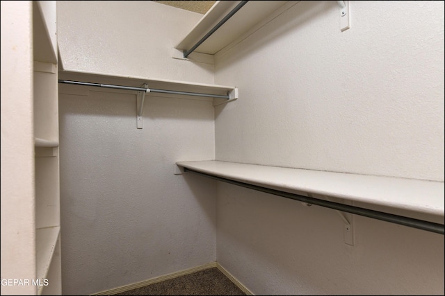 spacious closet featuring carpet flooring