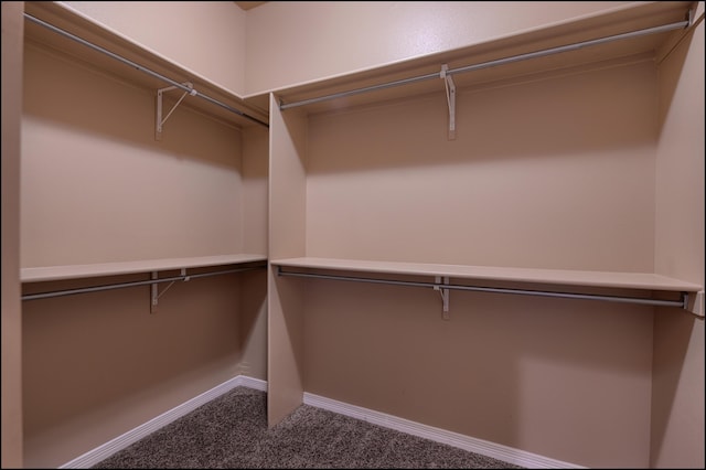 spacious closet featuring carpet floors