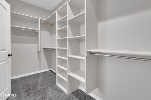 spacious closet featuring carpet