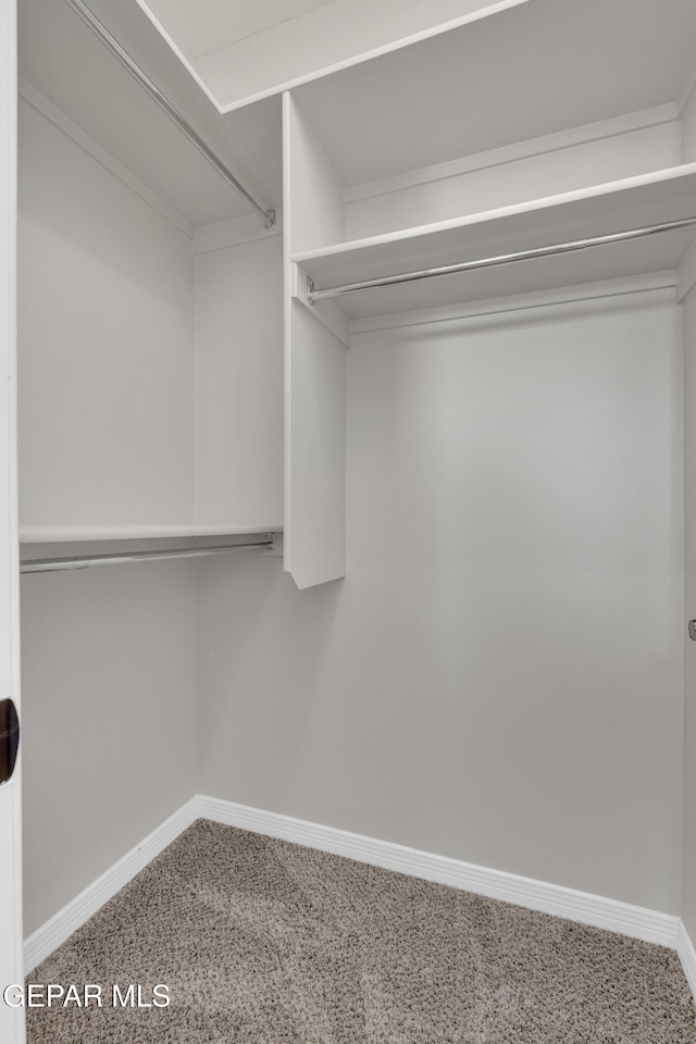 walk in closet with carpet flooring