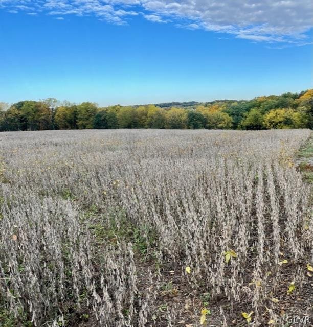 view of local wilderness