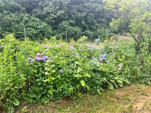 55 S Walnut St, Lansford Borough, PA 18232 - view of nature