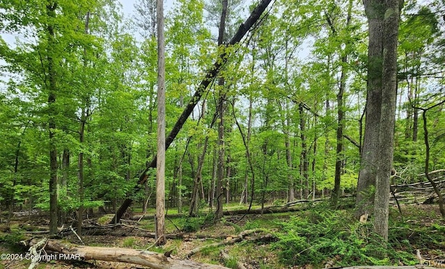 view of local wilderness