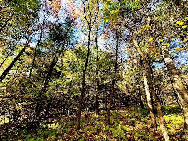 view of local wilderness