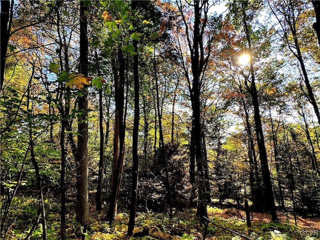 view of local wilderness