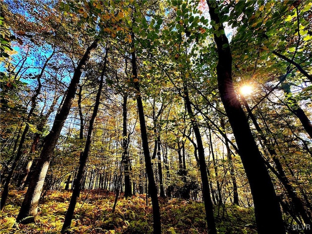 view of local wilderness