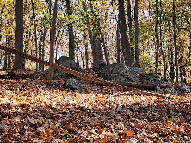 view of local wilderness