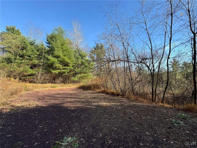 view of local wilderness