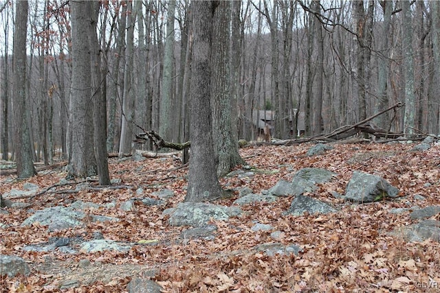 view of local wilderness