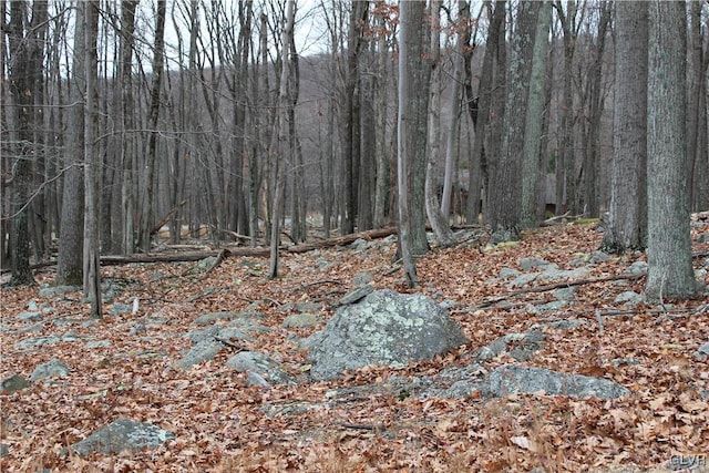 view of local wilderness