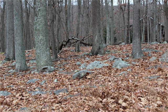 view of local wilderness