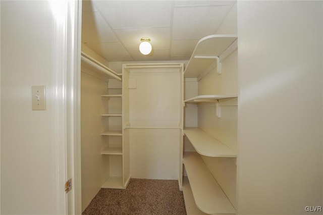 spacious closet featuring carpet