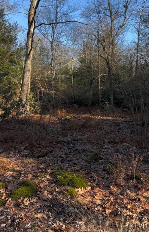 view of local wilderness