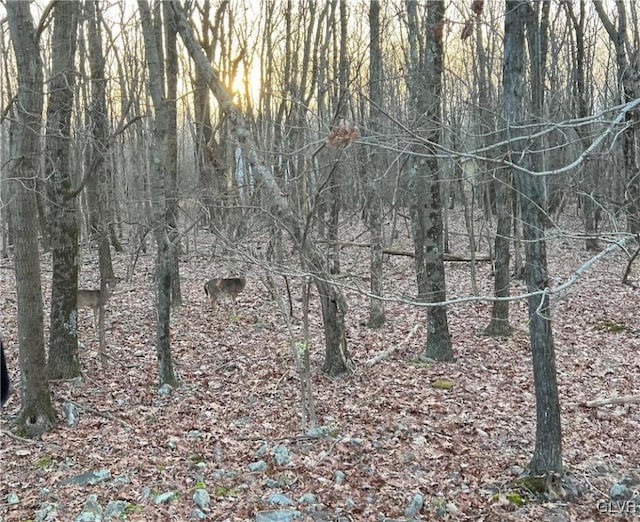 view of local wilderness