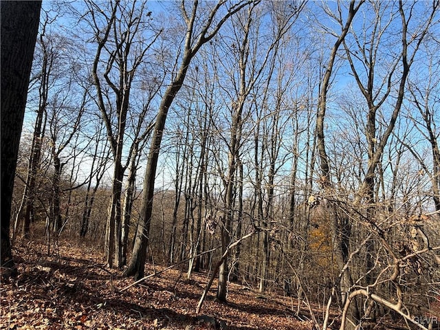 view of local wilderness