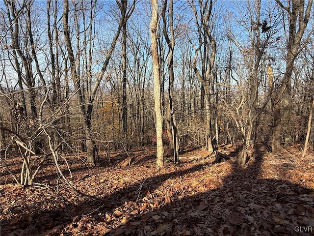 view of local wilderness