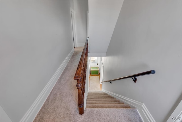 staircase featuring carpet floors