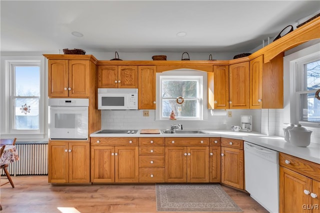 kitchen with sink, radiator heating unit, white appliances, and light wood-type flooring