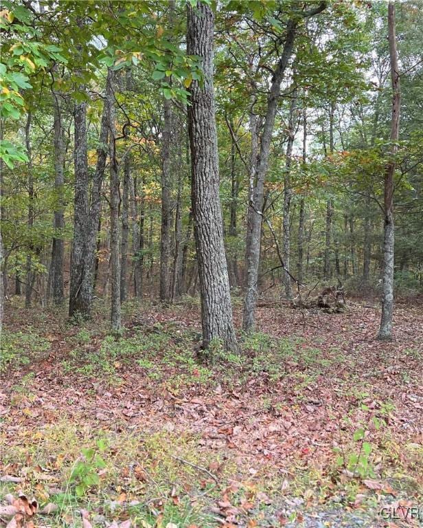 view of local wilderness