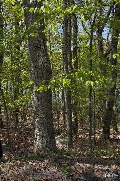 view of local wilderness