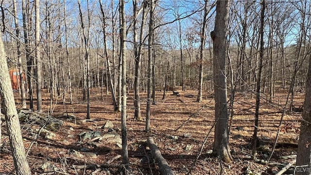 view of local wilderness