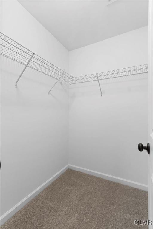 spacious closet featuring carpet flooring