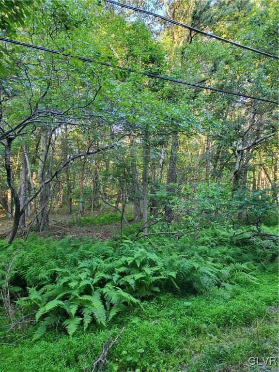 view of local wilderness