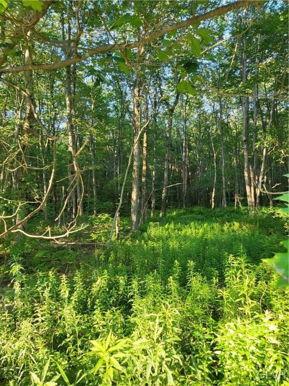 view of local wilderness